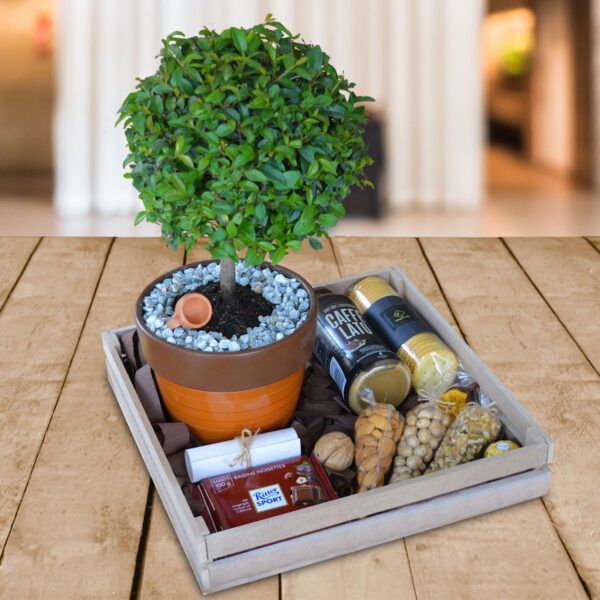 Bonsai-Guayacan-Regalos-Corporativos-Ecuador-Quito-Guayaquil
