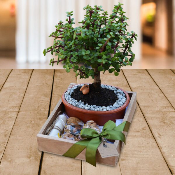 Bonsai-Jade-Regalos-Corporativos-Ecuador-Quito-Guayaquil