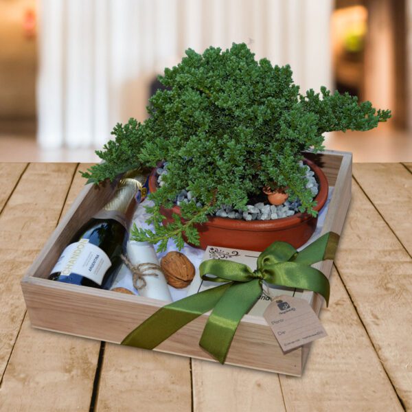 Bonsai-Junipero-Regalos-Corporativos-Ecuador-Quito-Guayaquil
