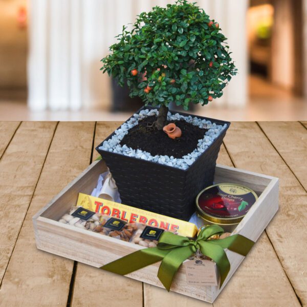 Bonsai-Manzano-Regalos-Corporativos-Ecuador-Quito-Guayaquil