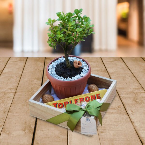 Bonsai-Mini-Buxo-Regalos-Corporativos-Ecuador-Quito-Guayaquil