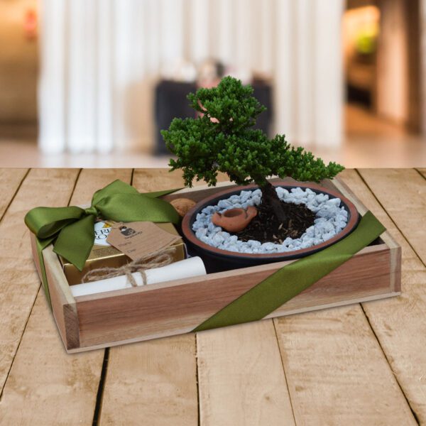 Bonsai-Mini-Junipero-Regalos-Corporativos-Ecuador-Quito-Guayaquil
