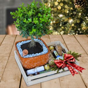 Bonsai-Buxo-Regalos-Corporativos-Ecuador-Quito-Guayaquil