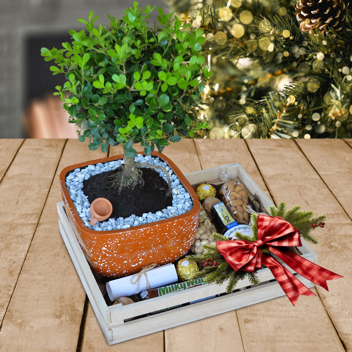 Bonsai-Buxo-Regalos-Corporativos-Ecuador-Quito-Guayaquil