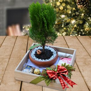 Bonsai-Dorado-Regalos-Corporativos-Ecuador-Quito-Guayaquil