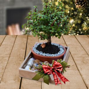 Bonsai-Jade-Regalos-Corporativos-Ecuador-Quito-Guayaquil