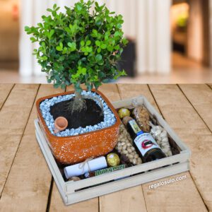 Bonsai-Buxo-Regalos-Corporativos-Ecuador-Quito-Guayaquil
